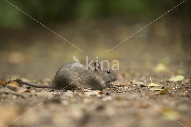 Bruine rat (Rattus norvegicus)