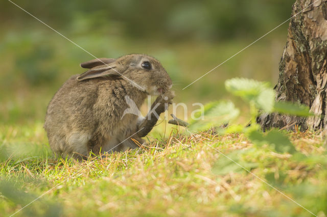 Konijn (Oryctolagus cuniculus)