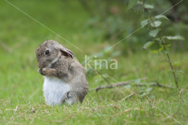 Konijn (Oryctolagus cuniculus)