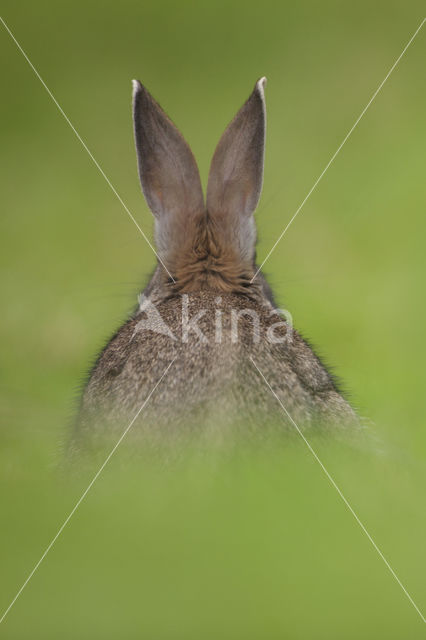 Rabbit (Oryctolagus cuniculus)