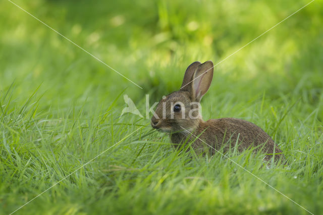 Konijn (Oryctolagus cuniculus)