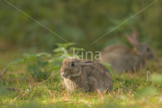 Konijn (Oryctolagus cuniculus)