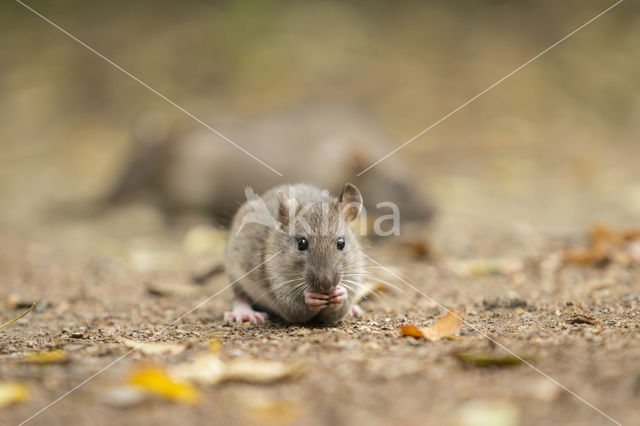 Bruine rat (Rattus norvegicus)