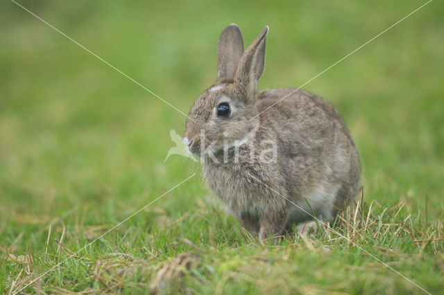 Konijn (Oryctolagus cuniculus)