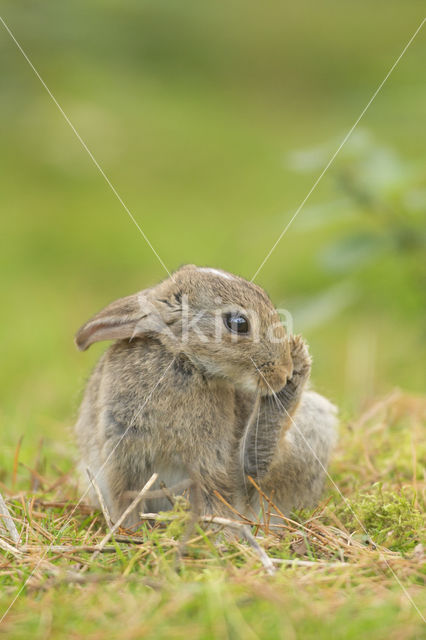 Rabbit (Oryctolagus cuniculus)