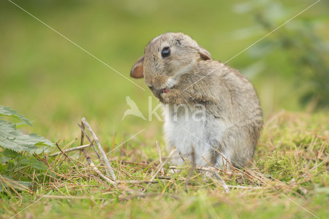 Rabbit (Oryctolagus cuniculus)