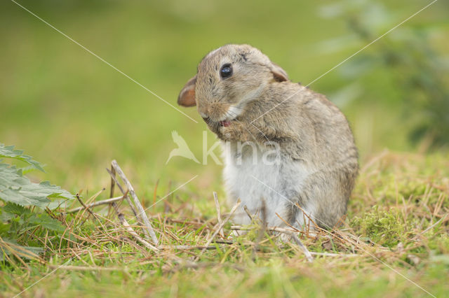 Konijn (Oryctolagus cuniculus)