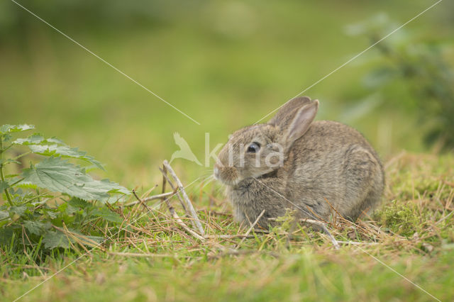 Konijn (Oryctolagus cuniculus)