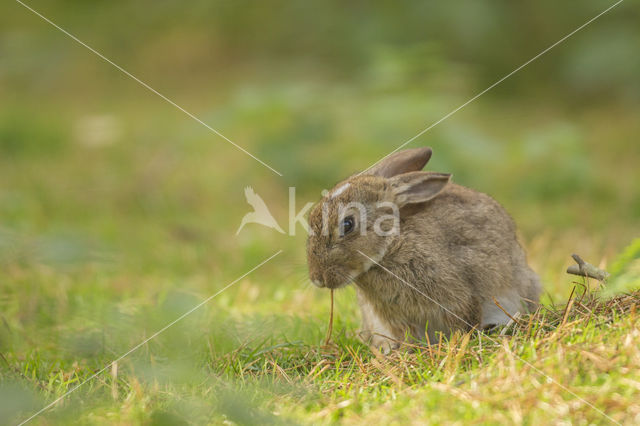 Konijn (Oryctolagus cuniculus)