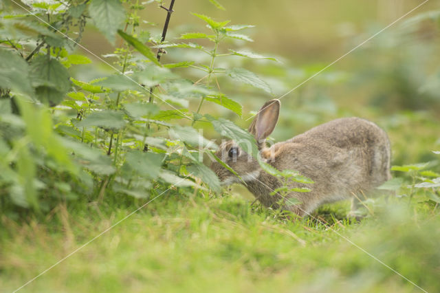 Konijn (Oryctolagus cuniculus)