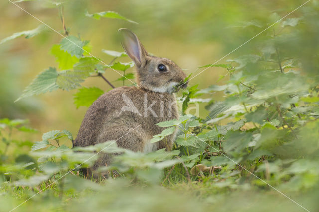 Konijn (Oryctolagus cuniculus)