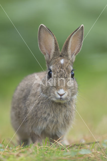 Konijn (Oryctolagus cuniculus)