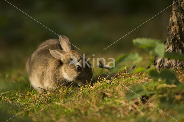 Konijn (Oryctolagus cuniculus)