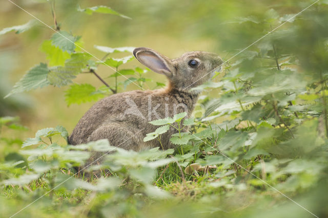 Konijn (Oryctolagus cuniculus)