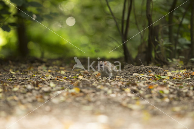 Bruine rat (Rattus norvegicus)