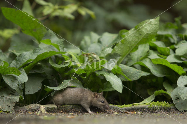 Bruine rat (Rattus norvegicus)