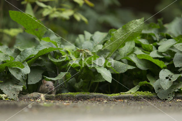 Bruine rat (Rattus norvegicus)