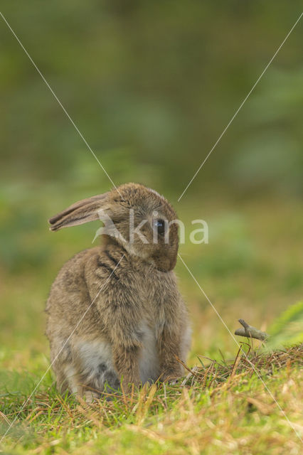 Konijn (Oryctolagus cuniculus)