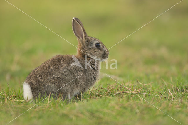 Konijn (Oryctolagus cuniculus)