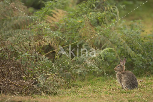 Konijn (Oryctolagus cuniculus)