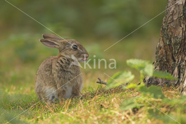 Konijn (Oryctolagus cuniculus)