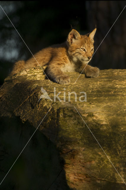 Euraziatische lynx (Lynx lynx)