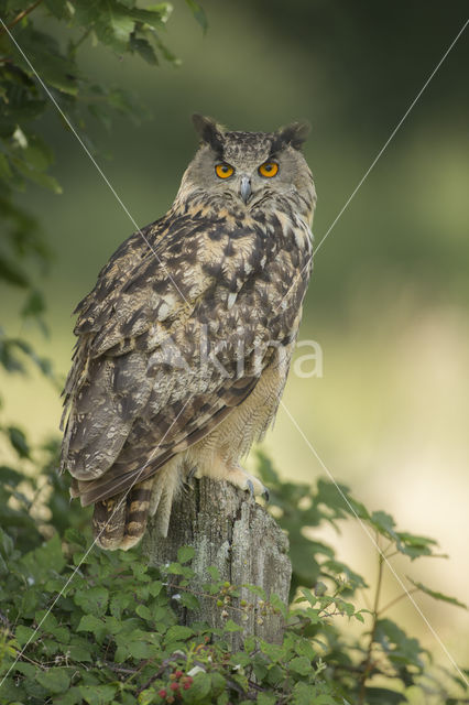 Eurasian Eagle-Owl (Bubo bubo)