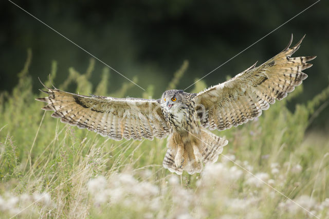 Eurasian Eagle-Owl (Bubo bubo)