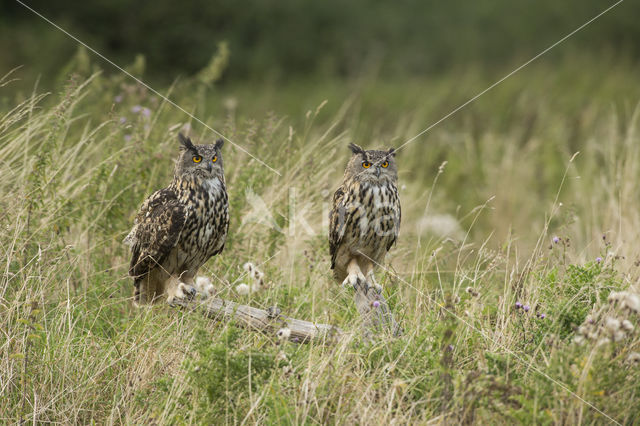 Eurasian Eagle-Owl (Bubo bubo)