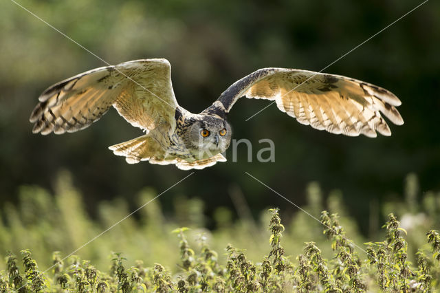 Eurasian Eagle-Owl (Bubo bubo)