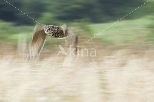 Eurasian Eagle-Owl (Bubo bubo)