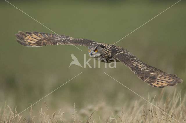 Eurasian Eagle-Owl (Bubo bubo)