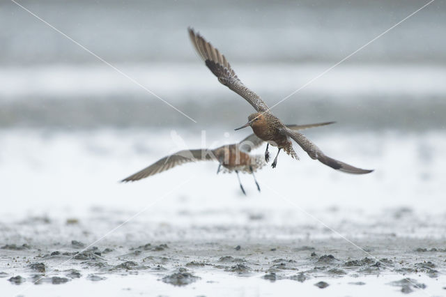 Rosse Grutto (Limosa lapponica)