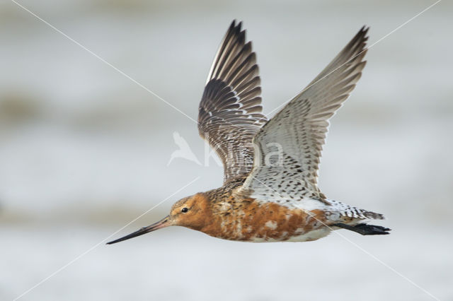 Bar-tailed Godwit (Limosa lapponica)