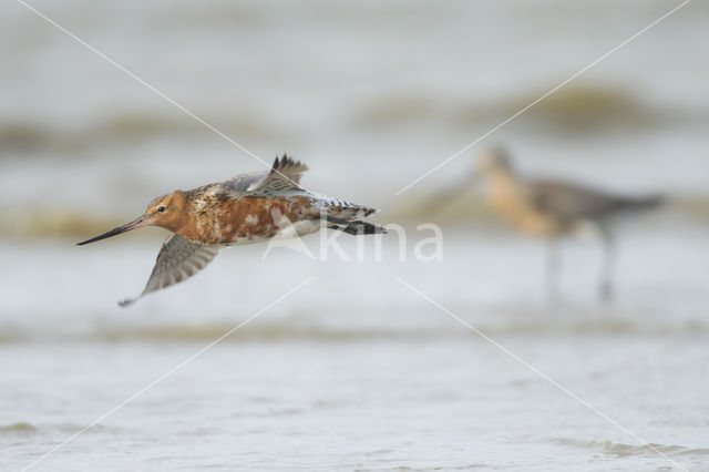 Rosse Grutto (Limosa lapponica)