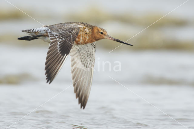 Rosse Grutto (Limosa lapponica)