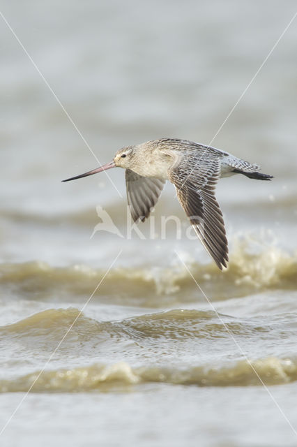 Bar-tailed Godwit (Limosa lapponica)