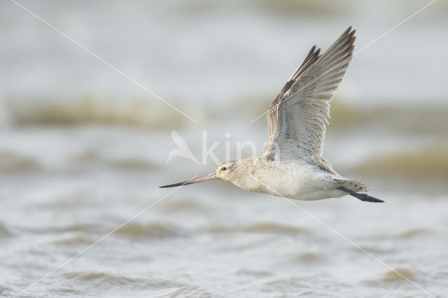 Bar-tailed Godwit (Limosa lapponica)