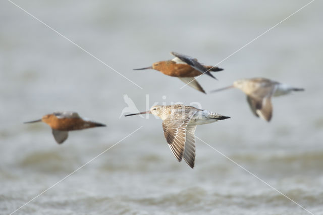 Bar-tailed Godwit (Limosa lapponica)