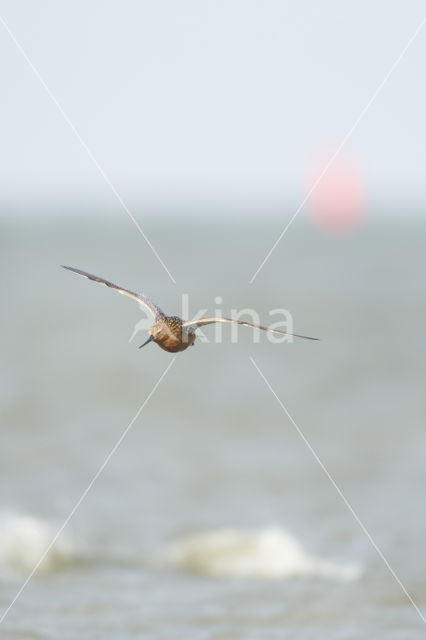 Bar-tailed Godwit (Limosa lapponica)