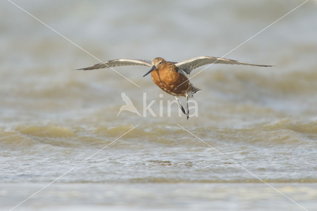 Bar-tailed Godwit (Limosa lapponica)