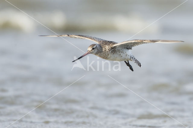 Bar-tailed Godwit (Limosa lapponica)