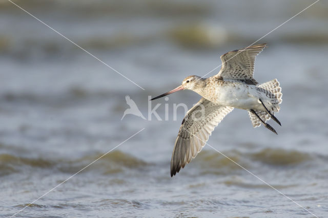 Bar-tailed Godwit (Limosa lapponica)