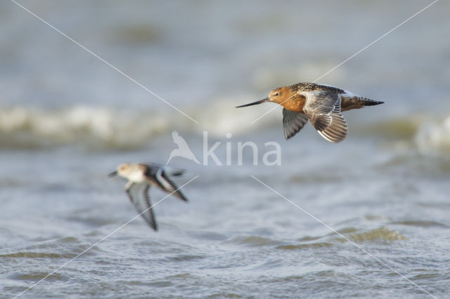 Bar-tailed Godwit (Limosa lapponica)