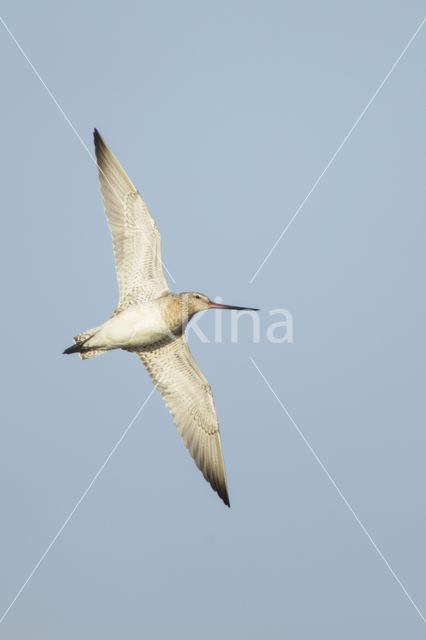 Bar-tailed Godwit (Limosa lapponica)