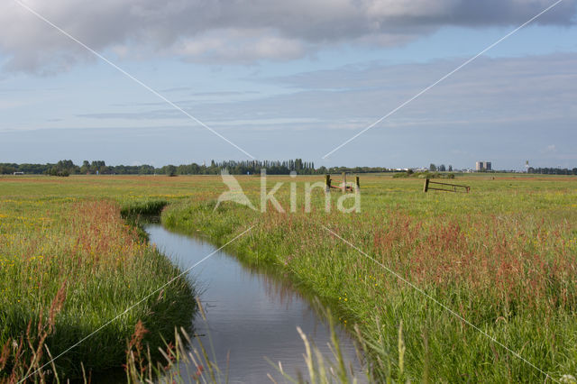 Fluitekruid (Anthriscus sylvestris)