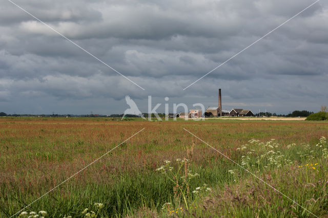 Fluitekruid (Anthriscus sylvestris)