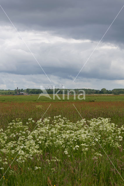 Fluitekruid (Anthriscus sylvestris)