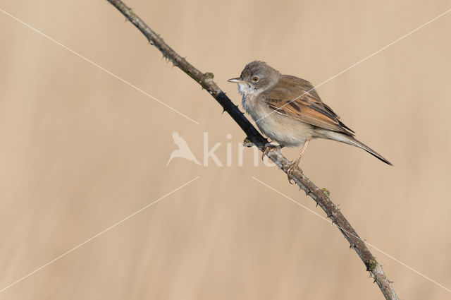 Grasmus (Sylvia communis)