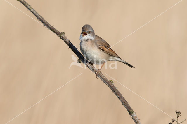 Greater Whitethroat (Sylvia communis)